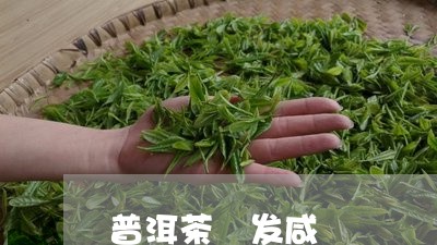 普洱茶 发咸/2023042759408